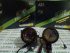 Biled Foglamp AES FX 3 Inch 3 colour